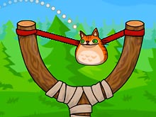 Angry Cat Shot