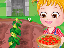 Baby Hazel Tomato Farming