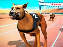 Crazy Dog Racing