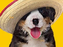 Funny Doggy Hidden Bones