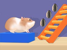 Hamster Stack Maze