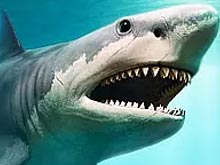 Megalodon